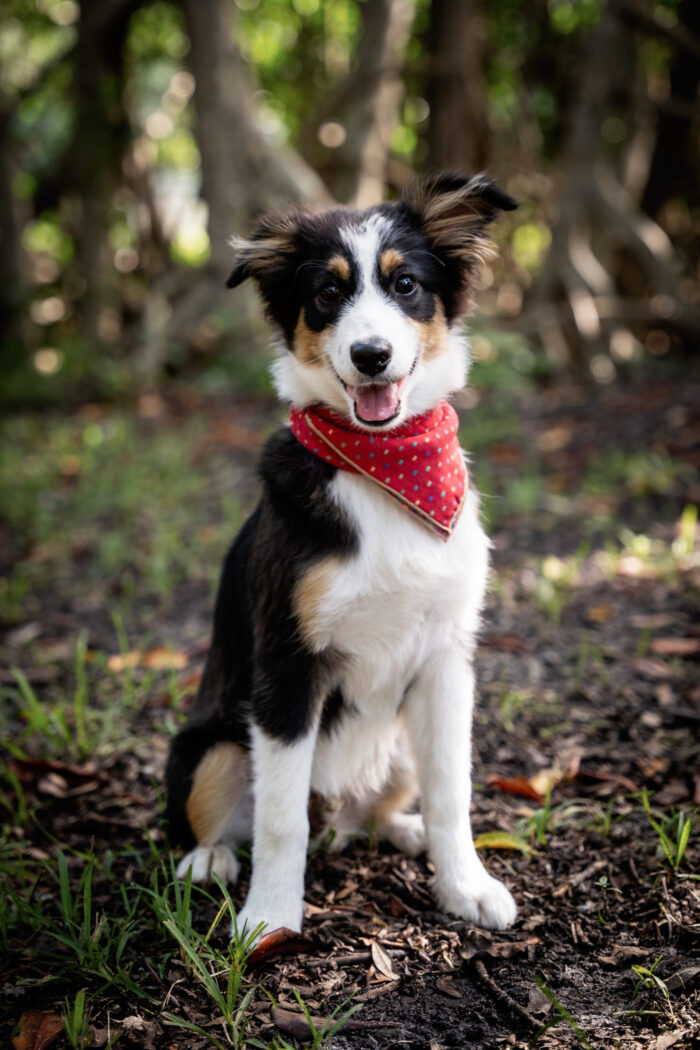 Naples pet photographer, Fort Myers pet photographer, pet portraits Naples FL, dog portraits Fort Myers, best pet photography Coral Gables