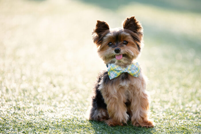 Naples pet photographer, Fort Myers pet photographer, pet portraits Naples FL, dog portraits Fort Myers, best pet photography Coral Gables