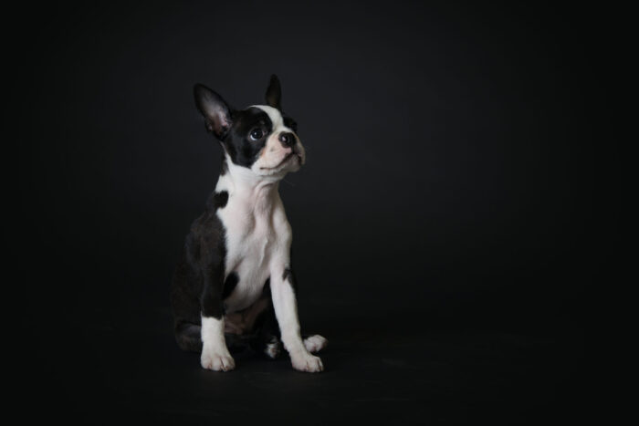 Naples pet photographer, Fort Myers pet photographer, pet portraits Naples FL, dog portraits Fort Myers, best pet photography Coral Gables